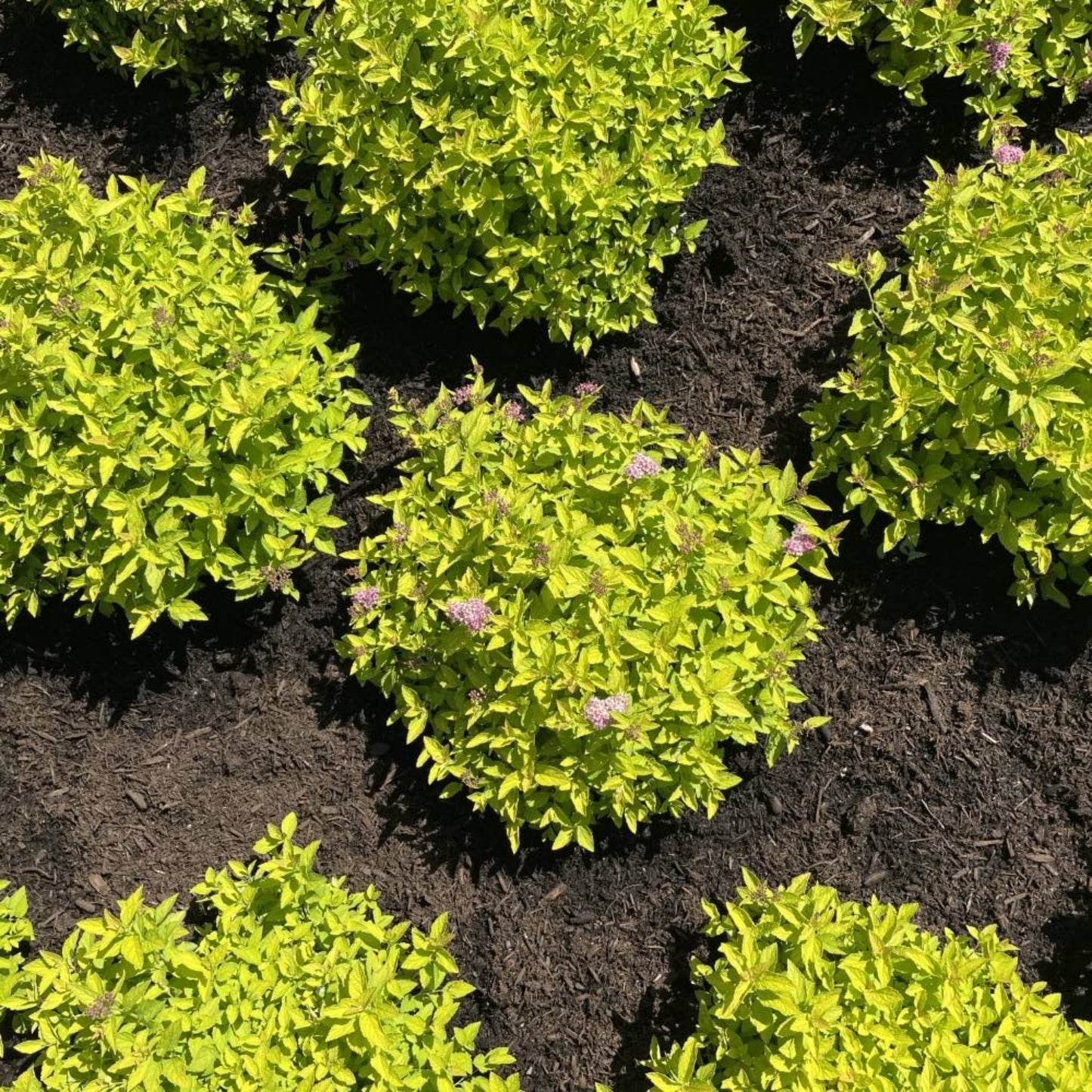 Spiraea japonica 'Golden Select' USPPAF Pineapple Poprocks®  Spirea 3g