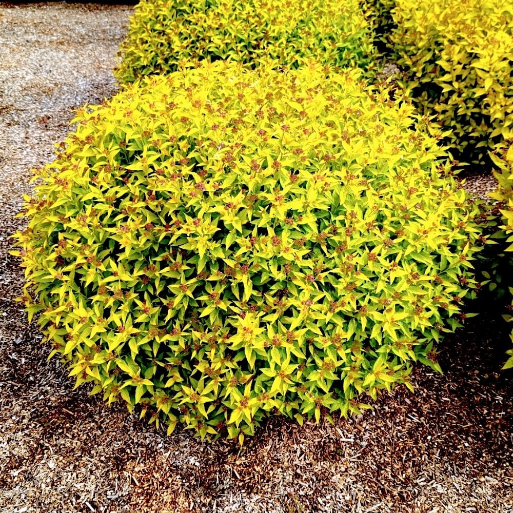 Spiraea japonica 'Golden Select' USPPAF Pineapple Poprocks®  Spirea 3g