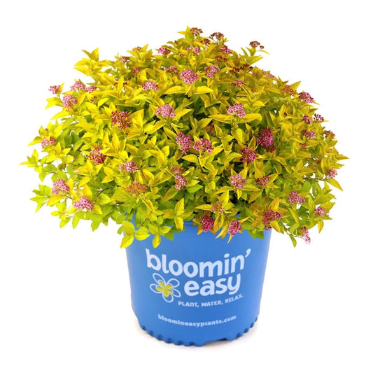 Spiraea japonica 'Golden Select' USPPAF Pineapple Poprocks®  Spirea 3g