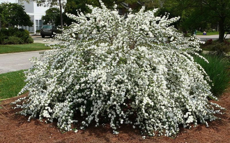 Spiraea 'Reevesiana' Double Bridal-Wreath Spirea 3 Gallon