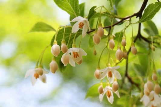 Styrax japonicus Japanese Snowbell 10g
