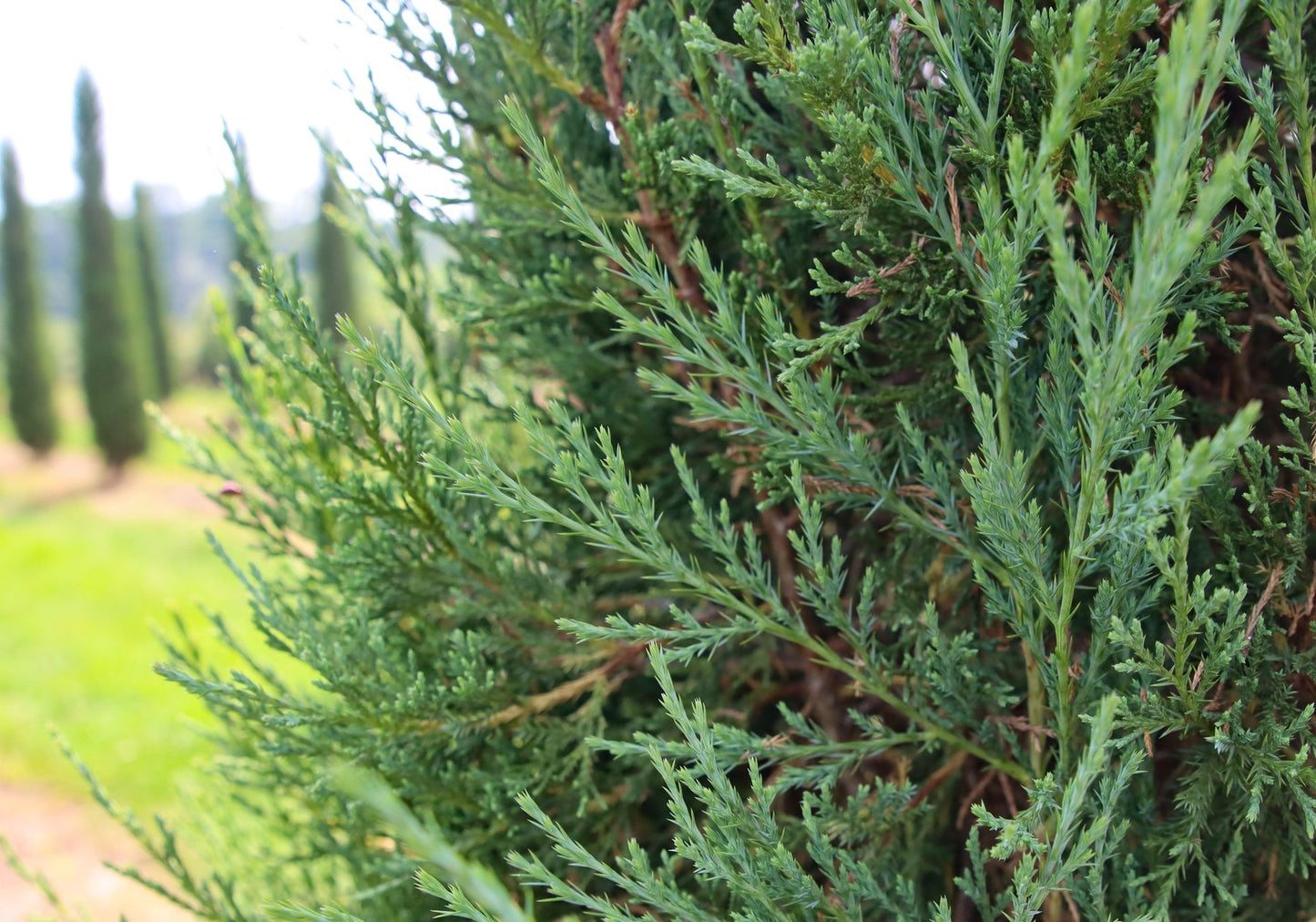 Juniperus virginiana 'Taylor' Taylor Juniper 15g