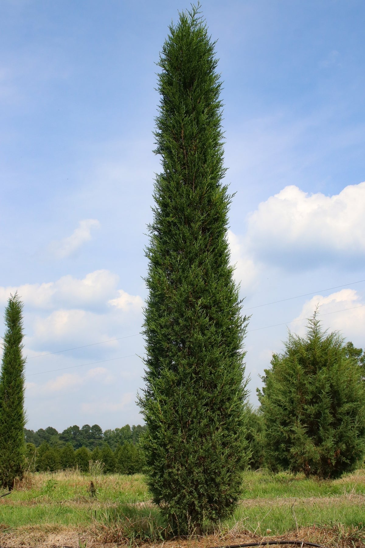 Juniperus virginiana 'Taylor' Taylor Juniper 15g