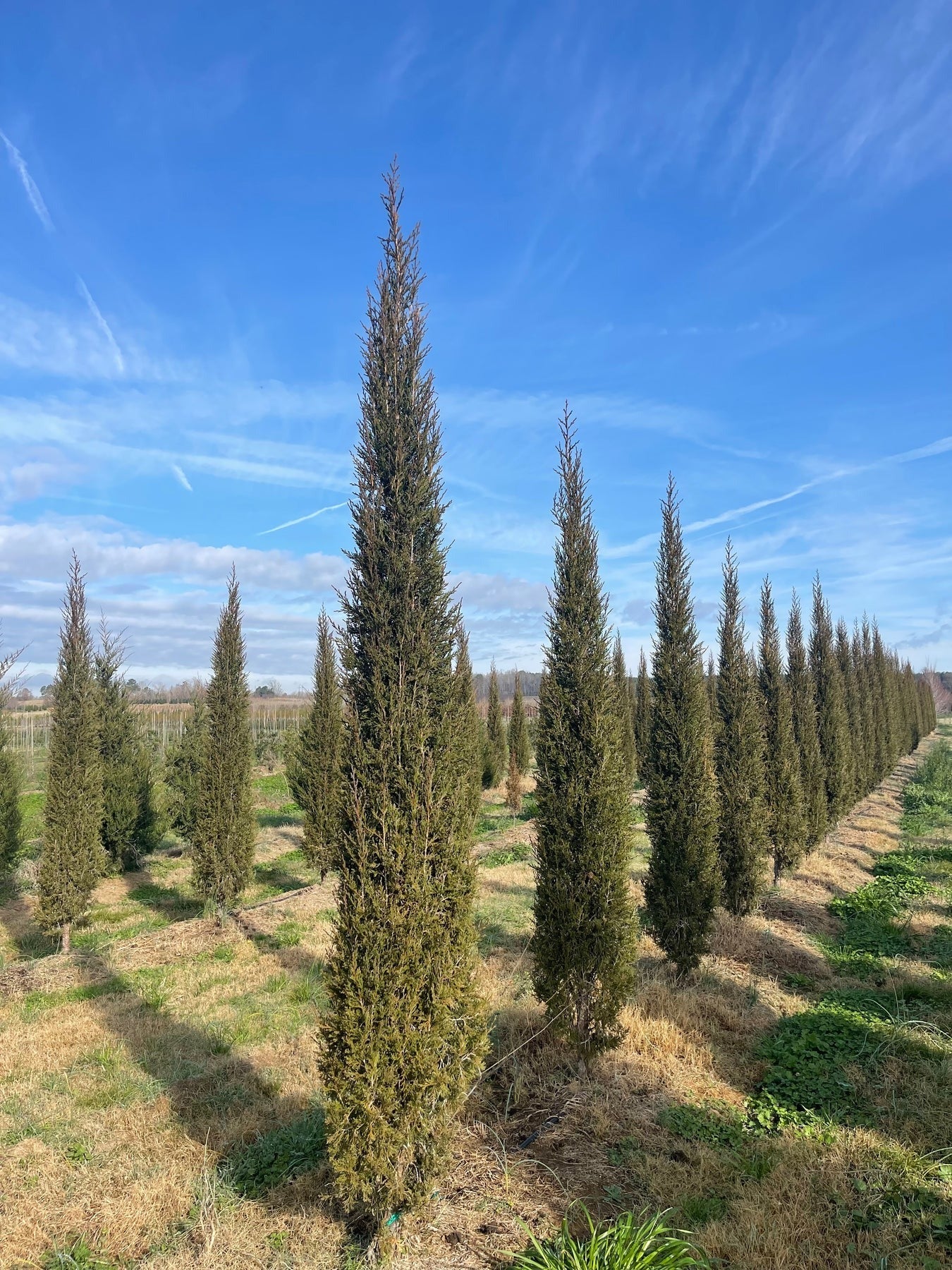 Juniperus virginiana 'Taylor' Taylor Juniper 15g