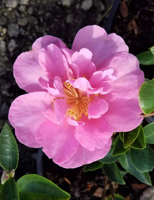 Camellia japonica 'Taylor's Perfection' Taylor's Perfection Camellia 3g