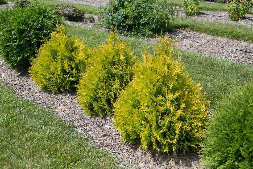 Thuja occ. 'Rutthu3' PP35206 Lemon Burst™ Arborvitae 3g