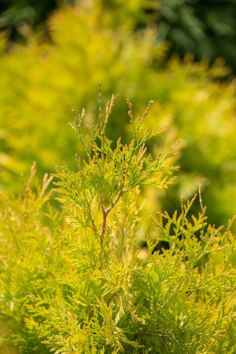 Thuja occ. 'Rutthu3' PP35206 Lemon Burst™ Arborvitae 3g
