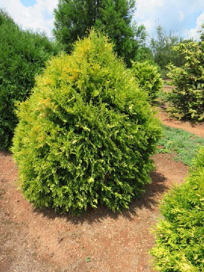 Thuja occ. 'Rutthu3' PP35206 Lemon Burst™ Arborvitae 3g