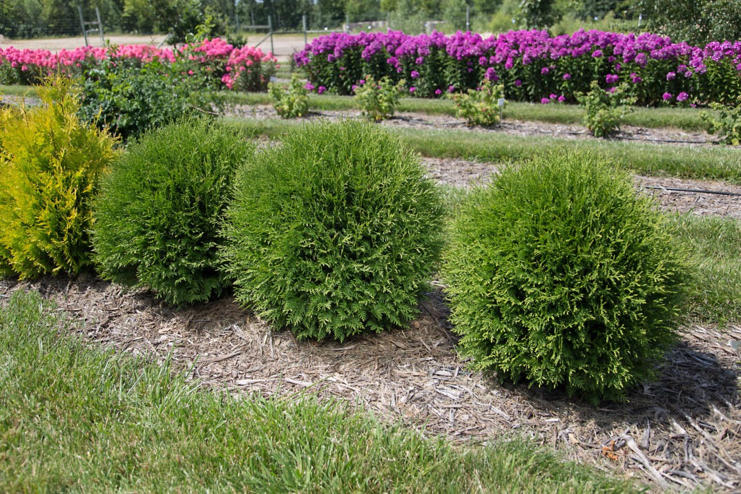 Thuja occidentalis 'RutThu4'  PP35297 Planet Earth® Arborvitae 3g