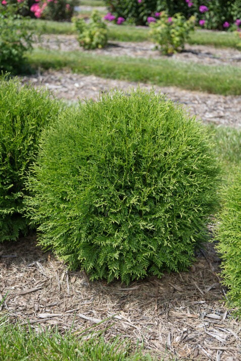 Thuja occidentalis 'RutThu4'  PP35297 Planet Earth® Arborvitae 3g
