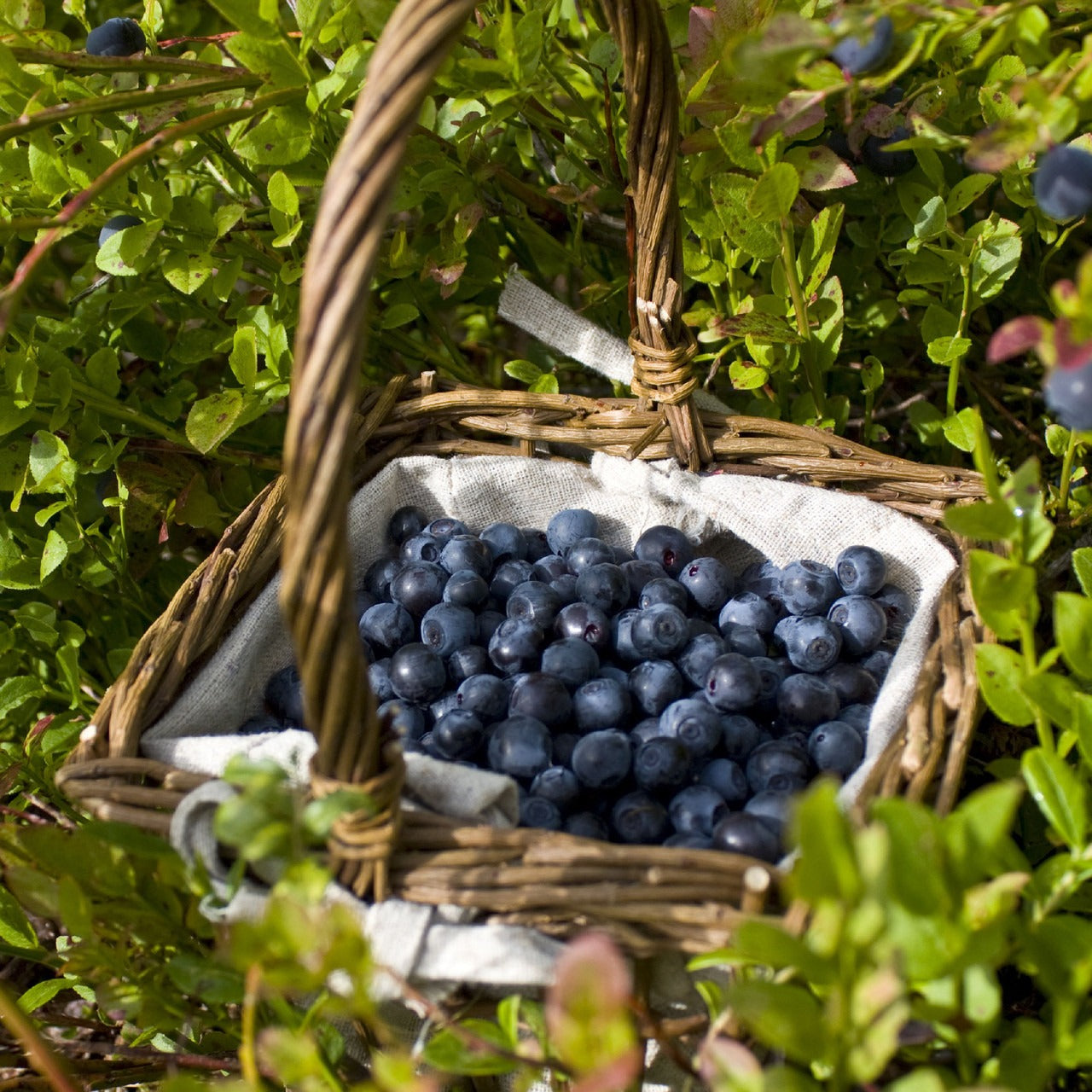 Vaccinium ashei 'Tiff Blue' Tiff Blue Rabbiteye Blueberry 3g