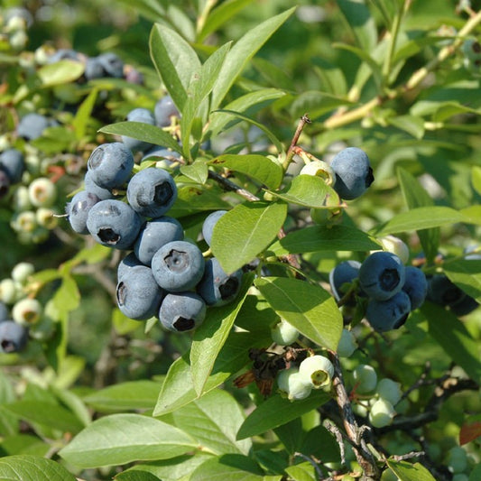 Vaccinium ashei 'Tiff Blue' Tiff Blue Rabbiteye Blueberry 3g