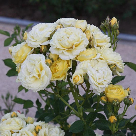 Rosa 'Novarospop' PP24773 Popcorn Drift® Rose 3g