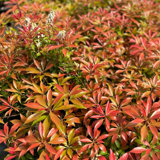 Pieris japonica 'Scarlet O'Hara' Scarlet O'Hara Japanese Pieris