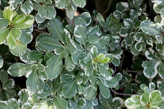 Pittosporum tobira 'Variegatum' Variegated Pittosporum