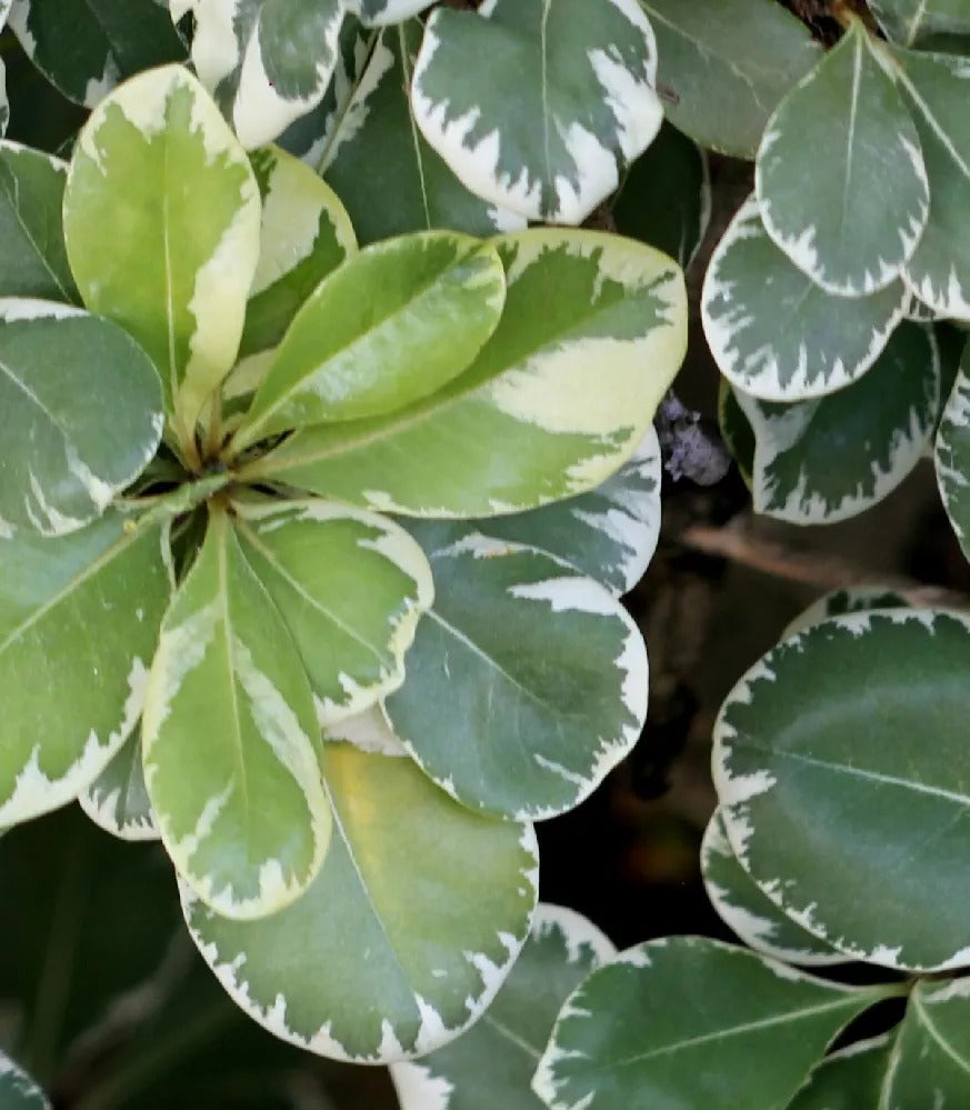 Pittosporum tobira 'Variegatum' Variegated Pittosporum
