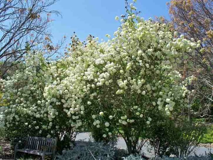 Viburnum macrocephalum Chinese Snowball Viburnum