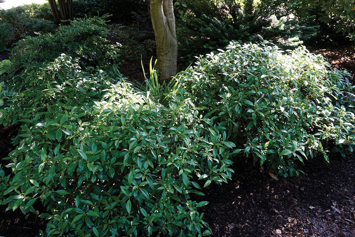 Viburnum x 'sPg-3-024' Moonlit Lace® Viburnum