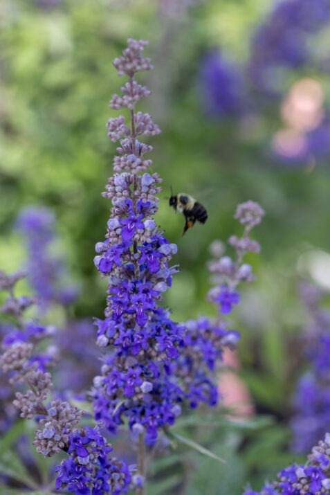 Vitex agnus-castus 'Bailtexthree' PP35,259 Queen Bee® Chastetree 3g