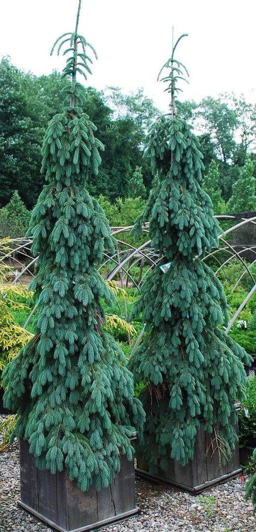 picea glauca 'pendula' weeping white spruce