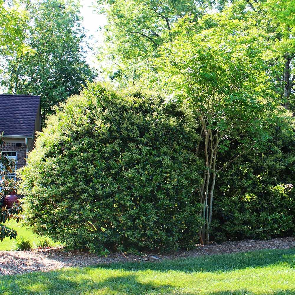 Ligustrum japonicum 'Recurvifolium' Recurve Ligustrum