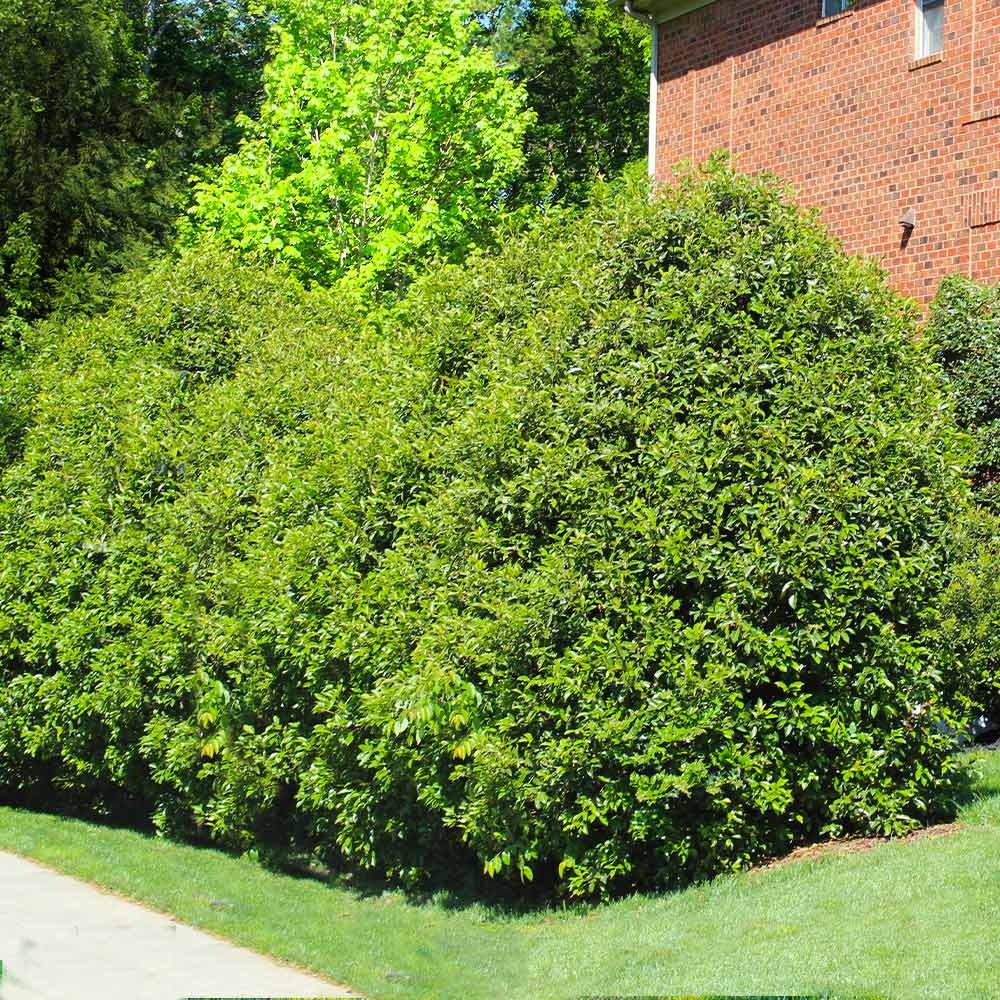 Ligustrum japonicum 'Recurvifolium' Recurve Ligustrum