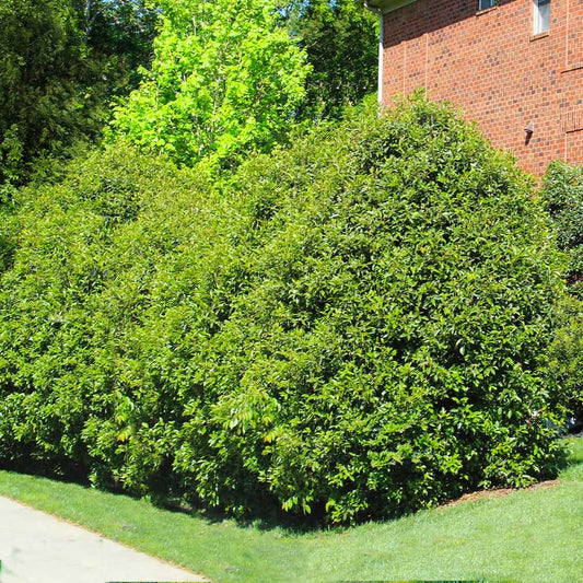 Ligustrum japonicum 'Recurvifolium' Recurve Ligustrum