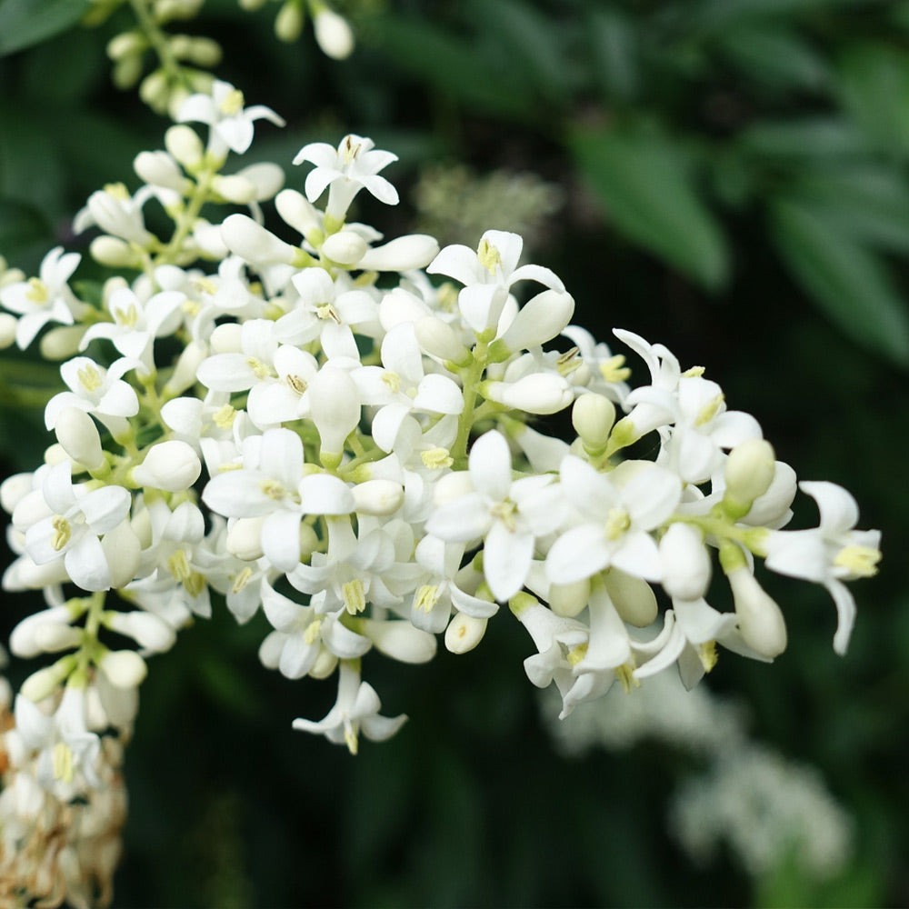 Ligustrum japonicum 'Recurvifolium' Recurve Ligustrum