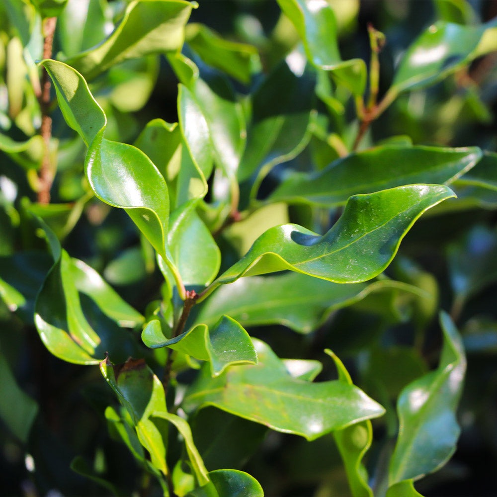 Ligustrum japonicum 'Recurvifolium' Recurve Ligustrum