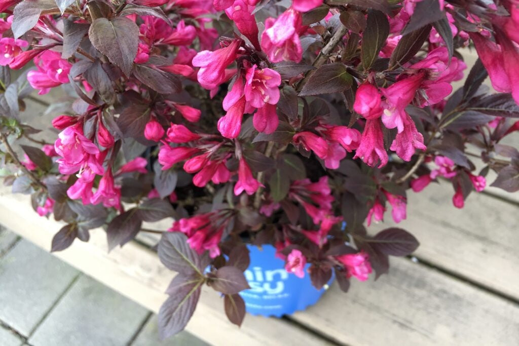 Weigela x Spring 2' PP30185 Stunner Stunner® Weigela 2 Gallon