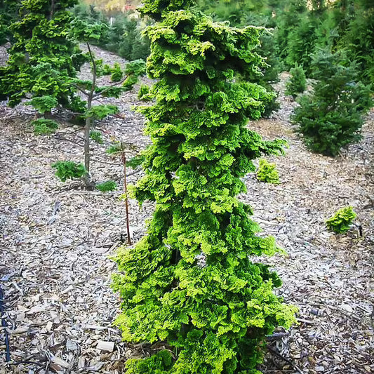 Chamaecyparis obtusa 'Wells Special' Wells Special Hinoki Cypress 20g