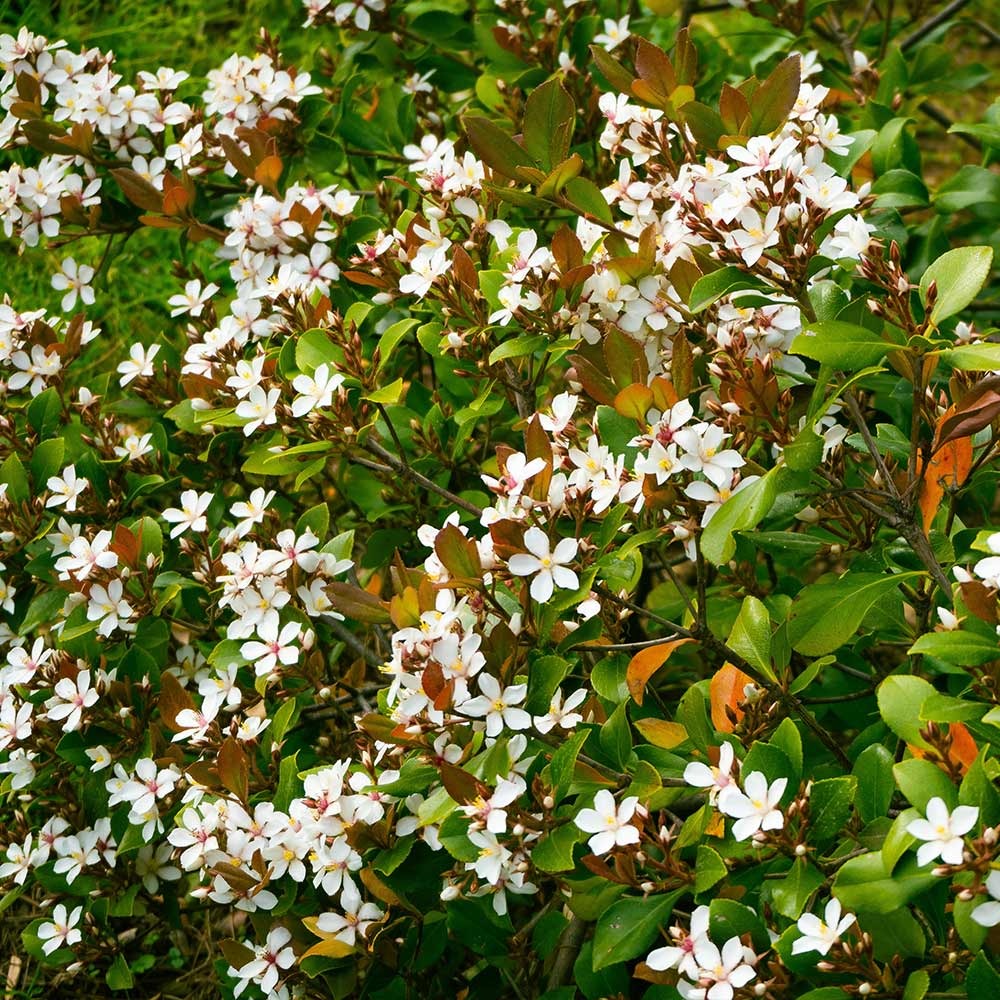 Rhaphiolepis indica 'Snow White' Snow White Indian Hawthorn