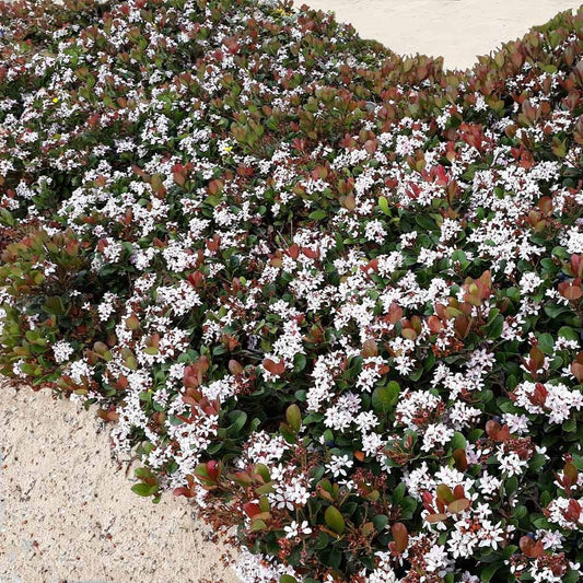 Rhaphiolepis indica 'Snow White' Snow White Indian Hawthorn