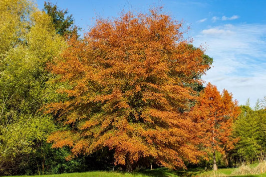 Quercus phellos - Willow Oak 30g