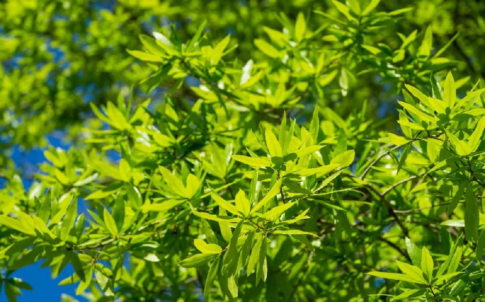 Quercus phellos - Willow Oak 30g
