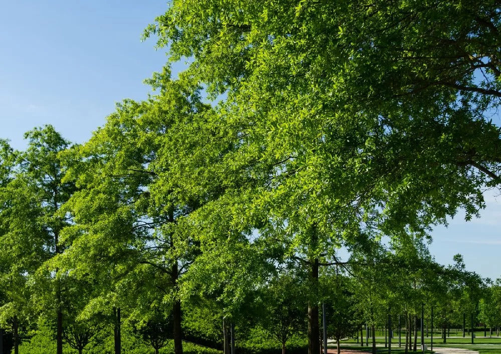 Quercus phellos - Willow Oak 30g