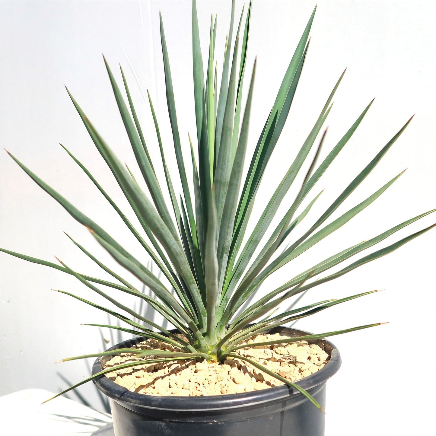 Yucca filamentosa 'Blue Sentry' Blue Sentry Adam's Needle 3g