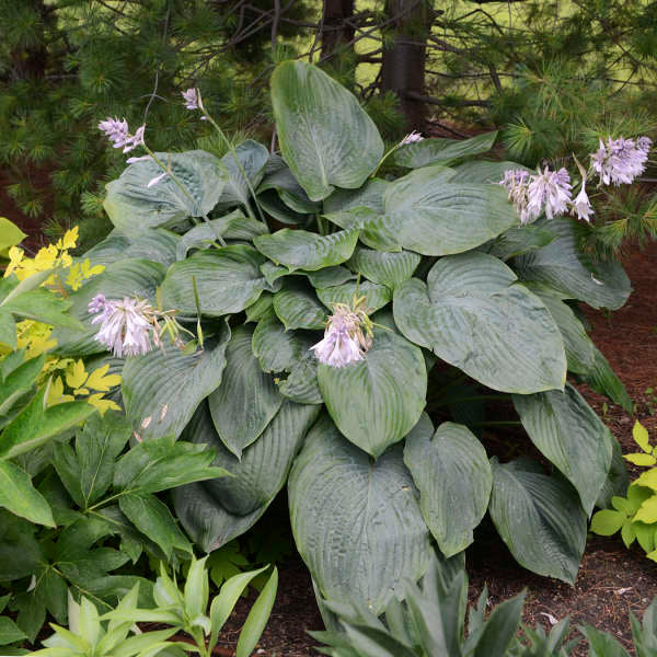 Hosta 'Empress Wu' PP20774 Shadowland™ Empress Wu Hosta