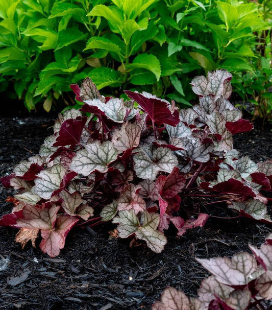 Heuchera x ‘Holtspcur856’ USPPAF Spice Curls™ Coral Bells 1g