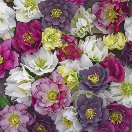 Helleborus x 'Wedding Party Mix' Wedding Party™  Mixed Lenten Rose 1g