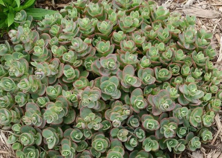 Sedum 'Lime Zinger' PP24632 Lime Zinger Sunsparkler® Series Sedum 1g