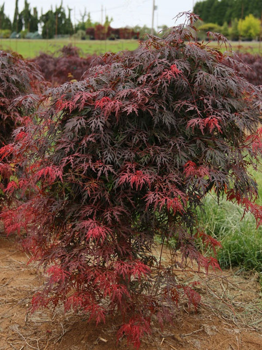 Acer palmatum var. dissectum 'Orangeola' Orangeola Japanese Maple 10g