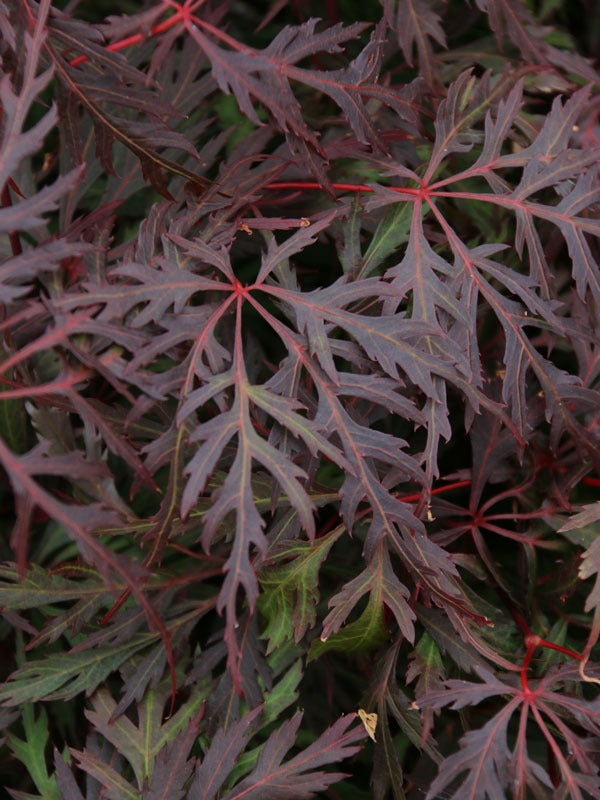 Acer palmatum var. dissectum 'Orangeola' Orangeola Japanese Maple 10g