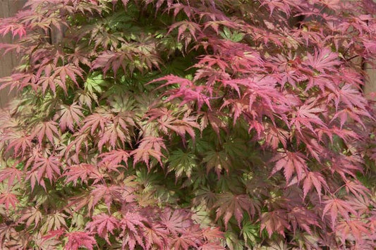 Acer palmatum 'Ariadne' Ariadne Japanese Maple 3g