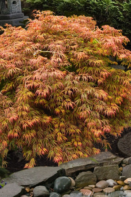 Acer palm. var. dissectum 'Jeddeloh Orange' Jeddeloh Orange Laceleaf Japanese M 20g B&B