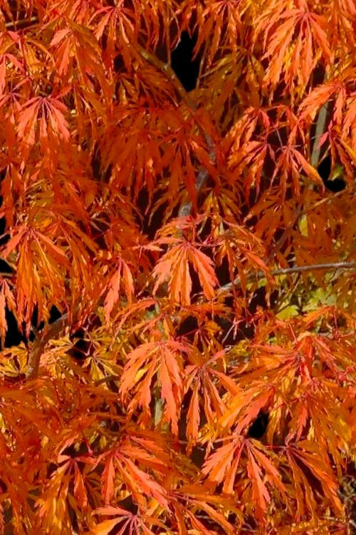 Acer palm. var. dissectum 'Jeddeloh Orange' Jeddeloh Orange Laceleaf Japanese M 20g B&B