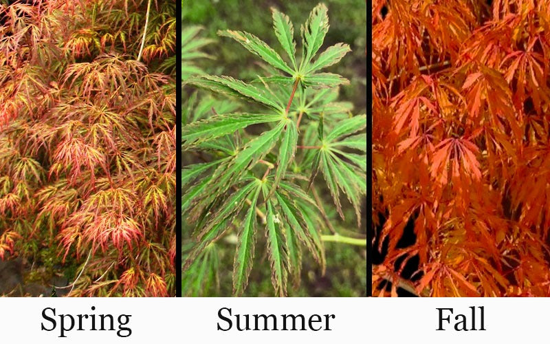 Acer palm. var. dissectum 'Jeddeloh Orange' Jeddeloh Orange Laceleaf Japanese M 20g B&B