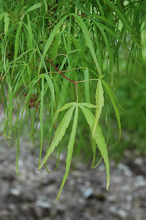 Acer palmatum 'Koto No Ito' Harp Strings Japanese Maple 3g
