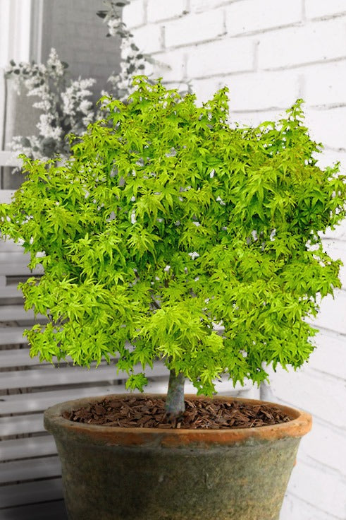 Acer palmatum 'Lima Gold' Lima Gold Japanese Maple 5g