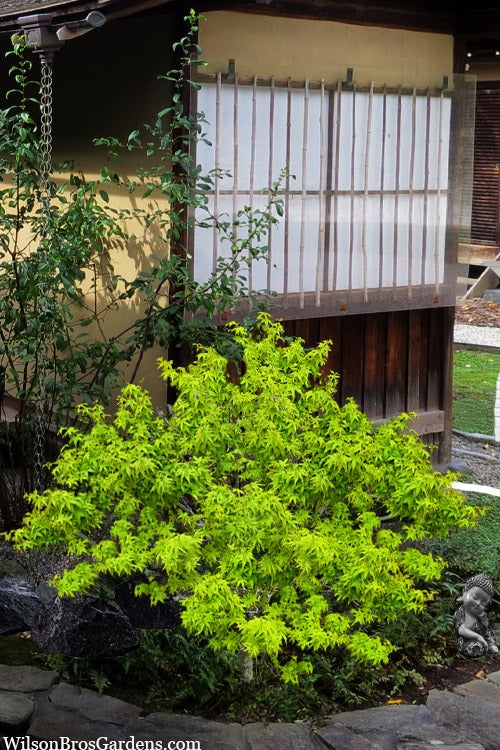 Acer palmatum 'Lima Gold' Lima Gold Japanese Maple 5g
